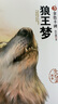 狼王夢畫本沈石溪動物小說全套5冊正版圖書 小學生三四年級課外閱讀必讀書籍 語文老師推薦經典書單 五六年級上下冊看的兒童文學讀物書目全國優(yōu)秀作家書系童書省錢卡 曬單實拍圖