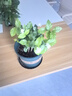 開時果 四季桂花盆栽樹苗濃香型 新中式盆景辦公室內(nèi)綠植物源頭直發(fā)包郵 精品四季桂+原土發(fā)貨（不含盆） 【整高約40-50cm左右】 曬單實拍圖