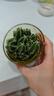 多肉植物萬(wàn)重山綠植客廳辦公桌面盆栽仙人掌組合花卉仙人球 原盆原土發(fā)貨【1顆苗】+肥料 曬單實(shí)拍圖