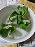 水芙蓉懶人水培植物水養(yǎng)魚(yú)缸池塘造景凈化水質(zhì)水草養(yǎng)殖家用四季 水芙蓉5棵送2棵 曬單實(shí)拍圖
