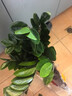 【招財(cái)進(jìn)寶金錢樹】客廳大型綠植好養(yǎng)活 開業(yè)喬遷禮吸甲醛 菱形白盆 高65-75cm+蝴蝶結(jié)綁帶 55-80cm 曬單實(shí)拍圖