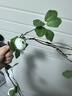 范爺家山茶花仿真花裝飾中式禪意仿真綠植客廳桌面擺件假花拍攝道具 曬單實拍圖