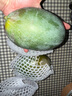 三亞芒果  海南芒果新鮮水果生鮮整箱當(dāng)季大青皮芒 熱帶孕婦芒果 5斤裝（凈重4.5斤） 單果200克+ 曬單實(shí)拍圖