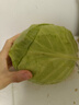 新鮮甘藍包菜卷心菜新鮮嫩綠蓮花白現(xiàn)摘現(xiàn)發(fā)早餐減脂 新鮮包菜 1.5-2斤 人工挑揀 曬單實拍圖