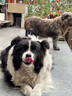 麥德氏IN HO2犬小分子鯊魚軟骨素醫(yī)護(hù)版組合裝660g軟骨素狗狗關(guān)節(jié)保護(hù) 曬單實(shí)拍圖