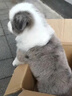 純種隕石邊牧幼犬邊境牧羊犬活體七白三通黑白金邊中型犬寵物小狗 血統(tǒng)級 隕石色 公 曬單實拍圖