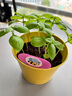 IAM City Farmer羅勒DIY植物種植趣味盆栽廚房香料種子四季種植兒童種植易活10070 曬單實(shí)拍圖