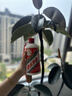 茅臺（MOUTAI）飛天 醬香型白酒 43度 500ml 單瓶裝【名酒鑒真】 曬單實拍圖