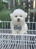 比熊幼犬純種小體比熊犬長不大飛耳比熊茶杯犬活體小型犬家養(yǎng)寵物 血統(tǒng)級 比熊 母 曬單實拍圖