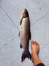佳釣尼（JIADIAONI）活魚(yú)袋新款加厚裝魚(yú)袋釣魚(yú)野釣專(zhuān)用手提防水折疊魚(yú)護收納包 【小號】淺藍色活魚(yú)袋-塑料孔 曬單實(shí)拍圖
