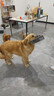 WCZ德國(guó)狗狗口罩嘴套嘴罩防咬防叫止吠中小型犬大型犬防亂吃寵物用品 賈斯灰【透氣款】 L(體重35-60斤) 曬單實(shí)拍圖
