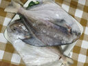 (無(wú)冰水半斤一條)新鮮生東海白鯧魚銀鯧魚海鯧魚平魚鯧扁魚 500g 2斤裝共4條（無(wú)冰水） 曬單實(shí)拍圖