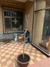 海棠樹(shù)苗西府海棠垂絲海棠耐寒植物北美海棠 西府海棠苗3公分粗1棵（不含盆） 曬單實(shí)拍圖