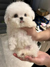 比熊幼犬純種小體比熊犬長不大飛耳比熊茶杯犬活體小型犬家養(yǎng)寵物 血統(tǒng)級 比熊 公 曬單實拍圖