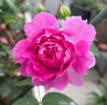 月季花苗四季開(kāi)花大花濃香型灌木月季苗庭院陽(yáng)臺盆栽地栽玫瑰花苗 公爵【大花濃香，多季節開(kāi)花】 扦插小苗15-25cm高 1棵 曬單實(shí)拍圖