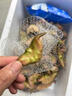 橙小士【順豐快遞】湖北洪湖嫩菱角新鮮生新鮮脆甜嫩生吃大青棱角凌角 3斤新鮮菱角 曬單實(shí)拍圖