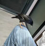 開(kāi)元八哥鳥(niǎo)飼料幼崽飼料訓(xùn)鳥(niǎo)學(xué)說(shuō)話助開(kāi)口鴉類鳥(niǎo)糧提性壯膘營(yíng)養(yǎng)易消化 1袋裝【500g】 曬單實(shí)拍圖