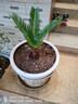 亞招 庭院盆栽鐵樹(shù)鳳尾蕉蘇鐵盆栽苗室內小盆景四季常青 曬單實(shí)拍圖