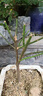 海棠花盆栽樹(shù)苗盆景耐寒老樁庭院陽(yáng)臺植物室內花卉四季長(cháng)壽開(kāi)花 復色海棠/精品特大苗開(kāi)花爆滿(mǎn) 曬單實(shí)拍圖