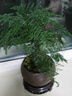 貴秘書【精品】文竹盆栽植物室內(nèi)凈化空氣辦公室綠植花卉盆栽盆景小盆栽 老樁翠綠文竹+綠磨砂盆+青苔+圓底座 曬單實拍圖