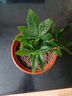 ?【包活】發(fā)財(cái)樹盆栽鮮花綠植物辦公室內(nèi)吸甲醛綠蘿文竹水培易養(yǎng) 【粗2-3cm】單桿發(fā)財(cái)樹【原盆】 曬單實(shí)拍圖