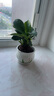 【吸甲醛植物】大葉金鉆盆栽室內(nèi)綠植辦公室客廳四季常青水培好養(yǎng) 一盆金鉆+花草陶瓷盆 一盆三顆【下單就送顆粒肥】 曬單實拍圖