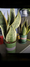 金邊虎皮蘭盆栽辦公室內客廳綠植凈化空氣吸甲醛盆栽好養四季常青 簡(jiǎn)易盆簡(jiǎn)易盆虎皮蘭40厘米左右 含盆 曬單實(shí)拍圖