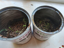 蒲戀易拉罐植物罐頭創(chuàng)意植物盲盒小盆栽禮物栽培桌面迷你綠植種植種子 寓意小盆栽（超值盲盒5罐裝） 曬單實(shí)拍圖
