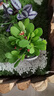 鐵海棠盆栽花卉室內盆景綠植四季開(kāi)花虎刺梅辦公陽(yáng)臺花卉開(kāi)花植物 【帶花發(fā)貨】精品鐵海棠（郁金香瓷盆） 曬單實(shí)拍圖