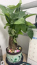 綠蔭巷子發(fā)財樹盆栽植物綠植好養(yǎng)活桌面辦公室室內(nèi)小盆景花卉四季常青 【三桿發(fā)財樹】丹鳳紫砂盆 底座 曬單實拍圖