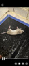 鼠道難粘鼠板5片裝老鼠貼捕鼠家用一窩端神器滅鼠超強力大號粘板5片 曬單實拍圖