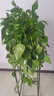 綠蘿吊蘭水培盆栽室內除甲醛長(cháng)藤綠籮垂吊植物新房去甲醇凈化空氣 精品長(cháng)藤白盆1盆（藤長(cháng)30~40cm）送儲水盆 曬單實(shí)拍圖
