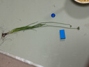 膳之牛&農(nóng)夫好牛 阿根廷草飼原切大塊牛肉凈重4斤 帶筋膜生鮮牛肉 曬單實拍圖