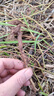 鋤掌柜水花生專(zhuān)用除草劑專(zhuān)殺革命草空心蓮子草2甲4氯鈉氯氟吡氧乙酸農藥 專(zhuān)殺水花生【5套】 曬單實(shí)拍圖