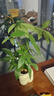 德沃多肥料小支植物營養(yǎng)液通用18支水培花卉綠植花肥料生根液園藝濃縮種植液 曬單實拍圖