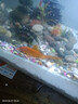 大紅草金魚活魚冷水觀賞魚好養(yǎng)淡水魚紅草魚鳳尾純紅色魚小金魚活 15-18cm大紅草1條 曬單實拍圖