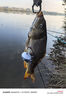 BKK4S大包裝金海夕有刺無刺魚鉤鯽魚鯉魚 曬單實(shí)拍圖