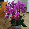 元族大蝴蝶蘭盆栽蘭花【2小時(shí)達】同城配送鮮花送父母長(cháng)輩禮物 【年年勝意】8株蝴蝶蘭盆栽（花盆隨機） 曬單實(shí)拍圖