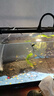 批發(fā)淡水大草魚苗淡水養(yǎng)殖魚苗活體飼料魚四大家魚鯽魚苗花鰱魚苗批發(fā) 正宗草魚苗1.5-3cm50條 曬單實拍圖