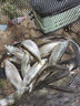 客友釣具擒龍吟輕量版綜合竿鯽魚(yú)碳素手竿手桿輕硬超硬釣魚(yú)釣竿魚(yú)竿臺釣竿 3.9m 擒龍吟【新品輕量版綜合竿】 曬單實(shí)拍圖