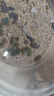 YEE綠藻球水族箱魚(yú)缸造景水草水藻球蝦缸海藻球草缸水草觀(guān)賞球好養 小號2-2.5cm左右(泡水后) 曬單實(shí)拍圖