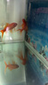 創(chuàng)寧 魚缸變頻加熱棒 CN-005-300W 自動恒溫 烏龜小型迷你加溫器 曬單實拍圖