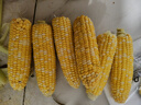 京鮮生云南水果玉米5斤 鮮甜玉米棒 甜脆多汁 新鮮蔬菜 源頭直發(fā)包郵 曬單實拍圖