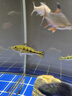樂淘逸寵蘇門答臘虎魚印尼虎魚蘇虎四紋包肚包脖高檔龍魚配魚 練手雜紋蘇虎8-9cm3條發(fā)順豐 曬單實拍圖