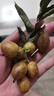 愛鮮摘農(nóng)場 廣東雞心黃皮果無核【JD順豐-閃送】茂名新鮮黃皮水果禮盒品節(jié)日 5斤裝【超劃算丨80%選擇】凈4斤 【普裝+保溫箱+冰袋】 曬單實(shí)拍圖