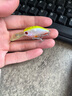 國王路亞路亞餌緩沉小胖子路亞淡水翹嘴鱸魚(yú)仿生假擬餌 5克-50mm-花色22 曬單實(shí)拍圖