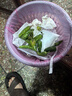 余干辣椒5斤江西正宗余干小辣椒新鮮特辣余干豐收辣椒楓樹土辣椒青椒現(xiàn)摘 正宗余干豐收辣椒 5斤 裝保證正宗 產(chǎn)地余干縣發(fā)貨 曬單實(shí)拍圖