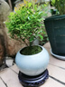 小葉赤楠盆景金絲楠木老樁盆栽大棵辦公室內(nèi)桌面綠植花卉四季好養(yǎng) 特A級小葉赤楠（復(fù)古紫砂荷花盆）送底座+肥料 曬單實拍圖