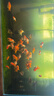 海豚金魚飼料蘭壽飼料小顆粒泰獅金魚飼料高蛋白獅子頭魚食不渾水魚糧 1000g蘭壽泰獅通用【1袋】 曬單實拍圖