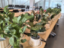 墨一綠植盆栽辦公桌面花卉植物 單桿發(fā)財樹+奶油色棒棒花盆 源頭直發(fā) 曬單實拍圖